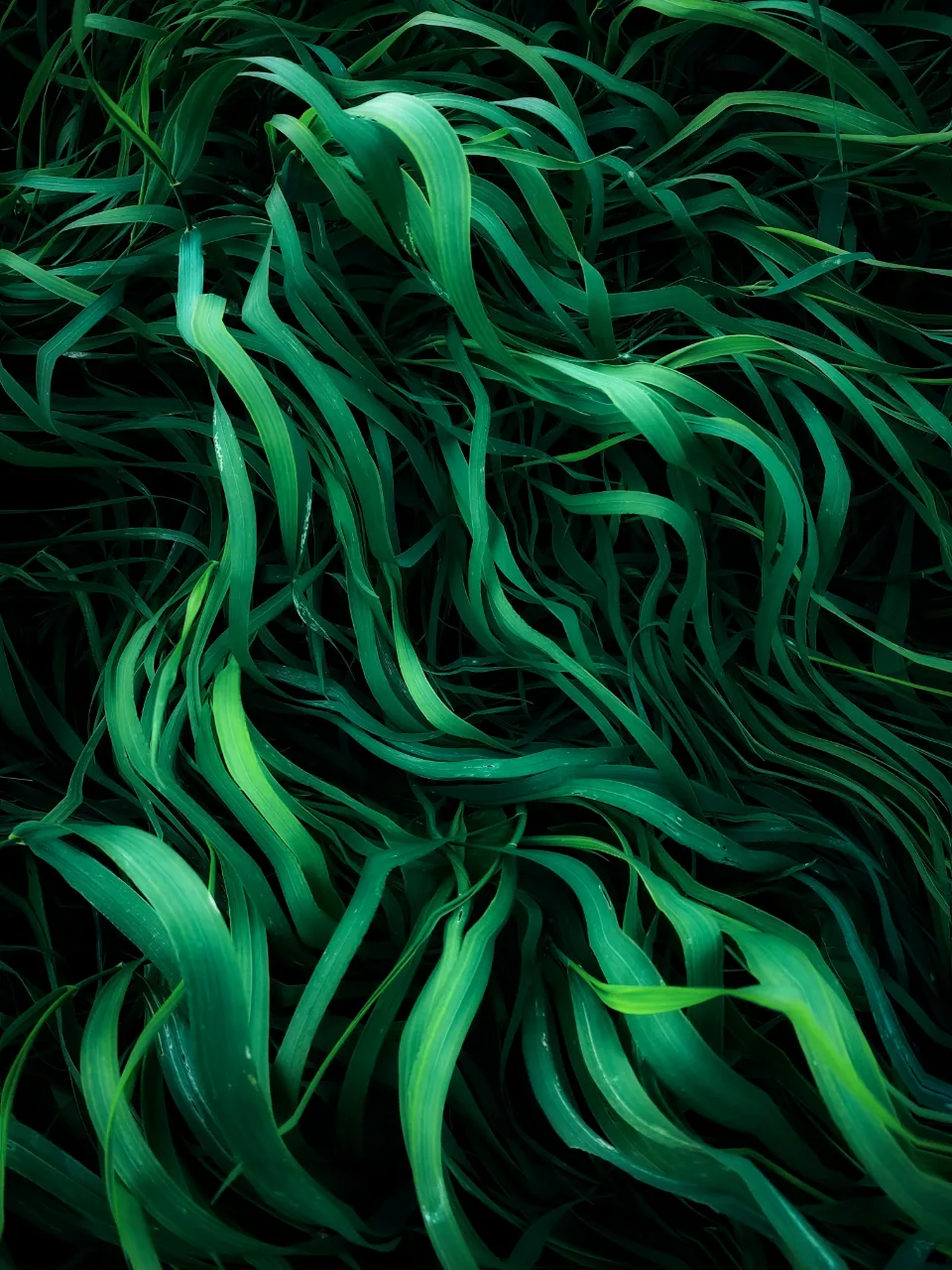 a close up of a bunch of green grass