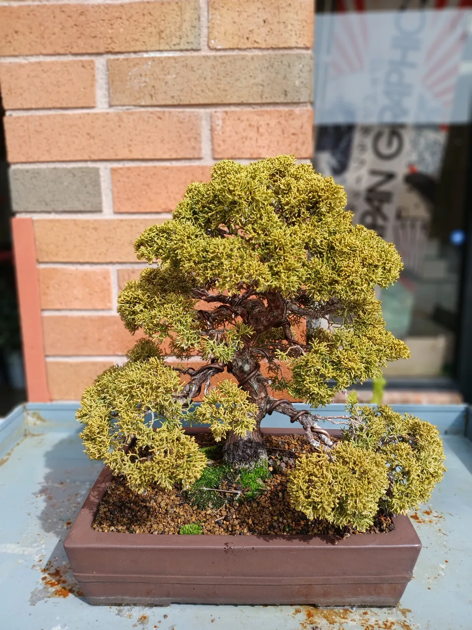 a bonsai tree in a pot on a table