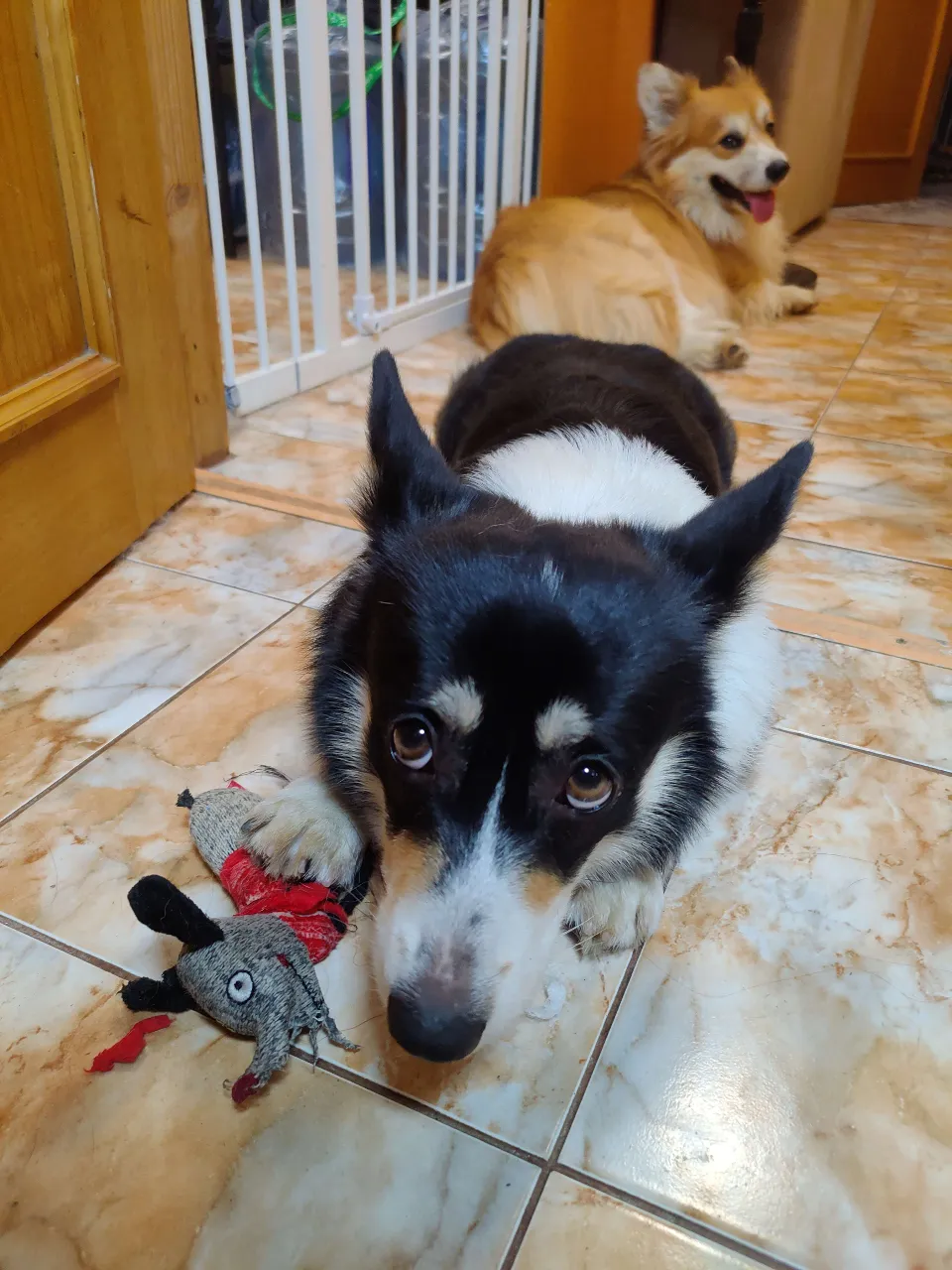 a black and white dog laying on the floor next to a stuffed animal