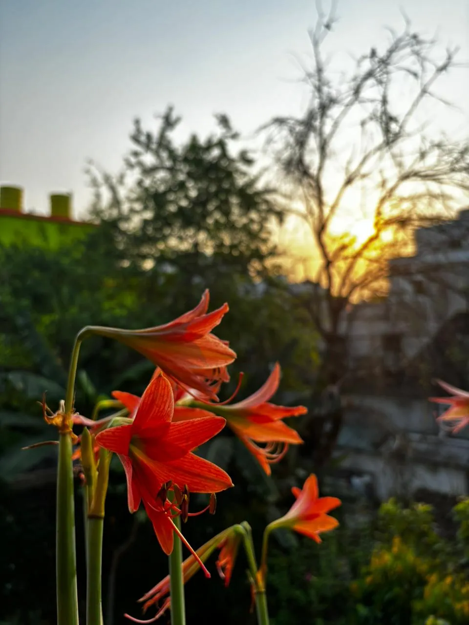 a close up of a flower near a building