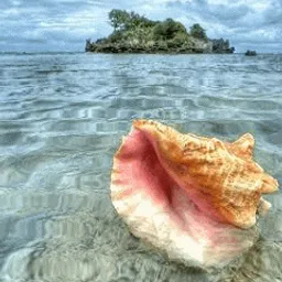 a sea shell floating on top of a body of water