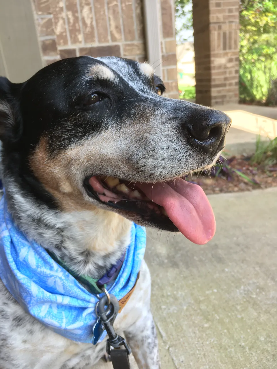 a close up of a dog wearing a blue bandana