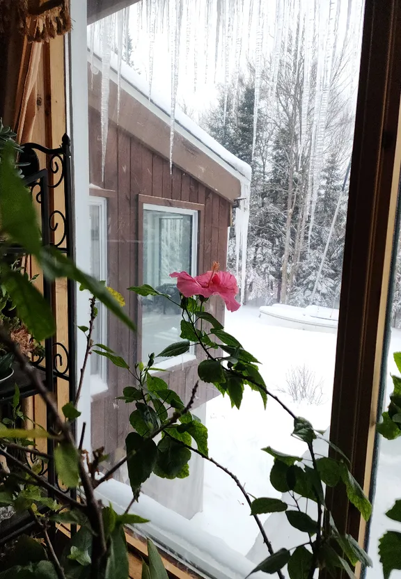 a window with a view of a snow covered yard