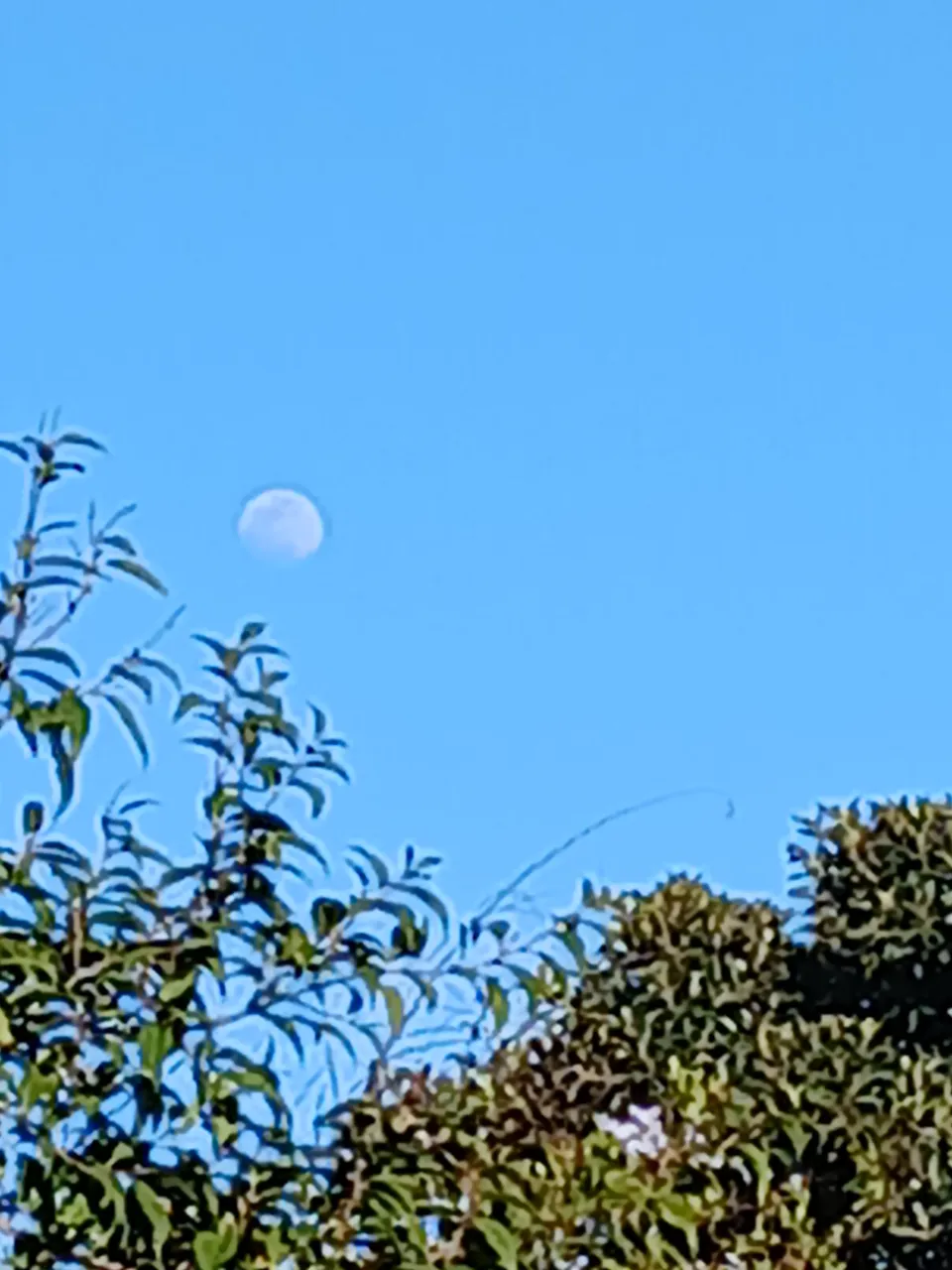 a full moon is seen through the branches of a tree