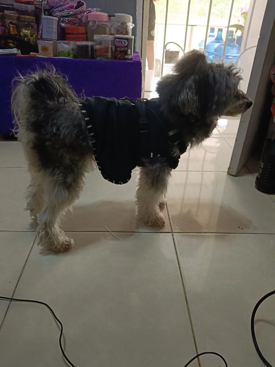 a small dog wearing a coat standing on a tile floor