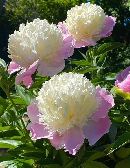 a group of pink and white flowers in a garden