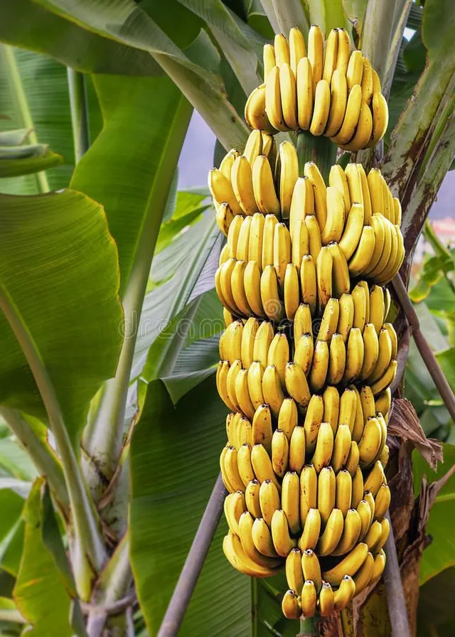 a bunch of bananas hanging from a tree