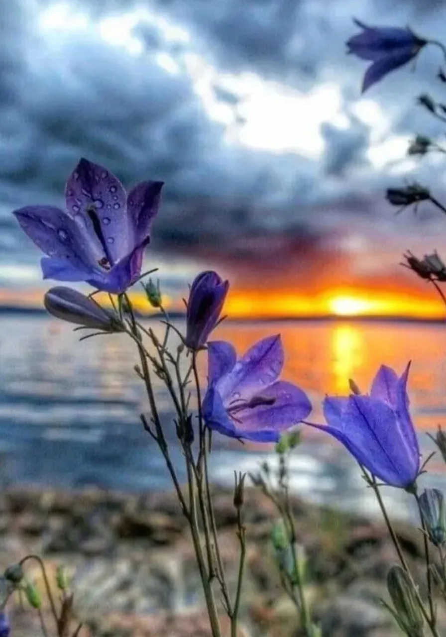 flower, sky, cloud, plant, water, purple, petal, botany, natural landscape, sunlight