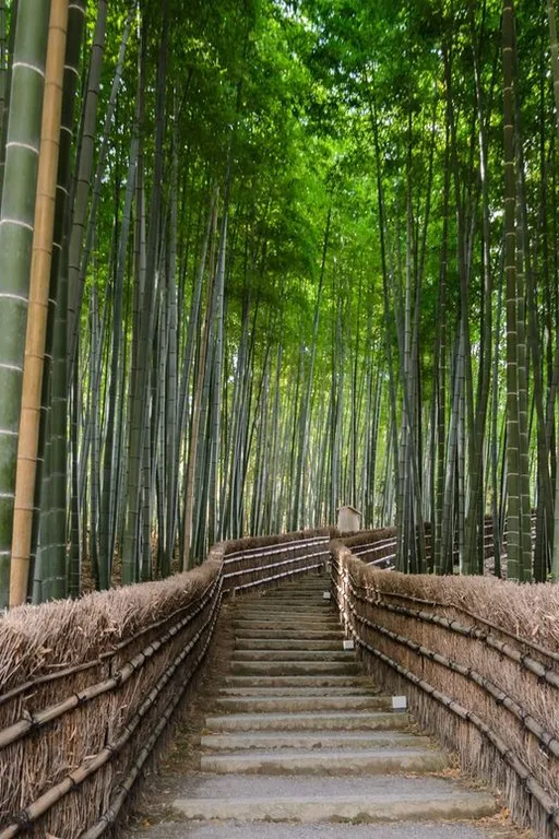 a set of steps leading to a bamboo forest