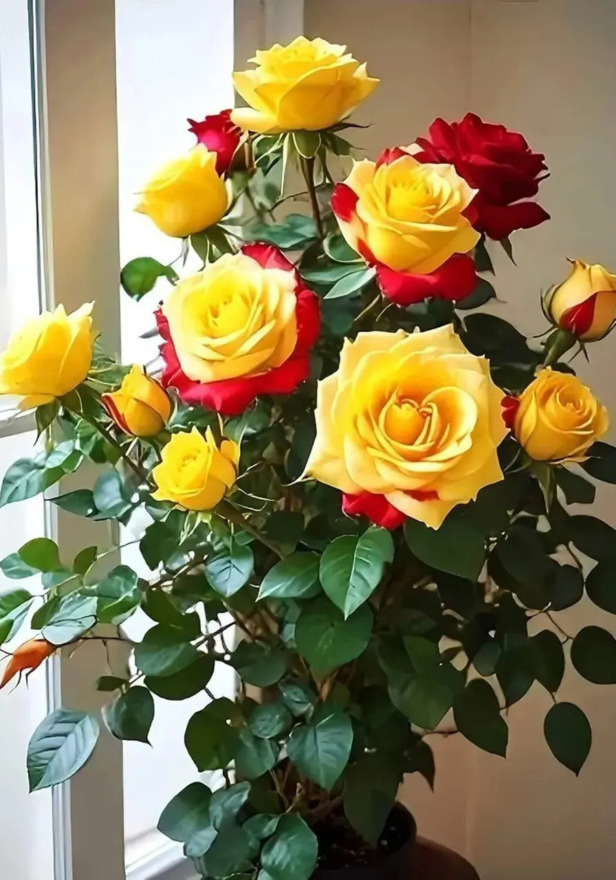 a vase filled with yellow and red roses