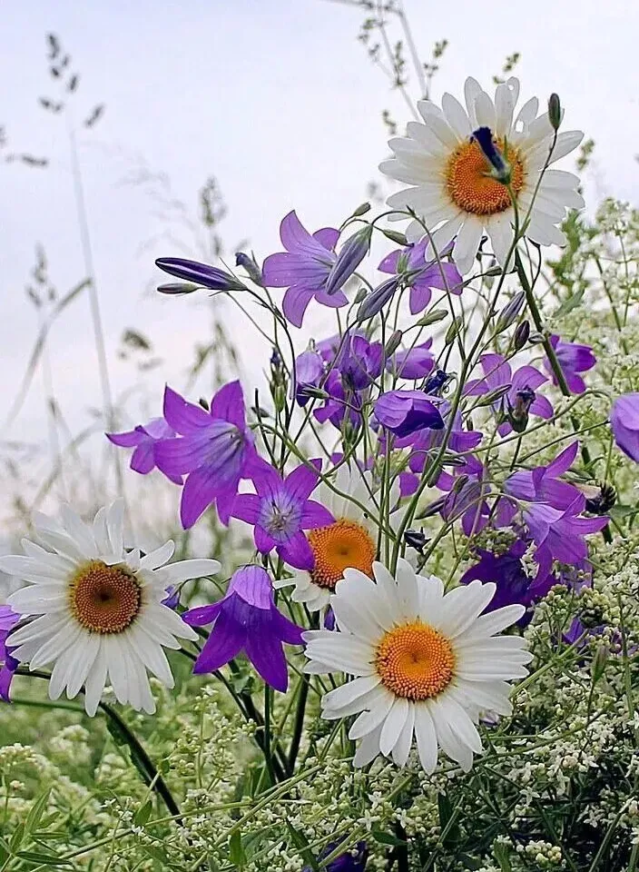 a bunch of purple and white flowers in a field  only movement from the wind