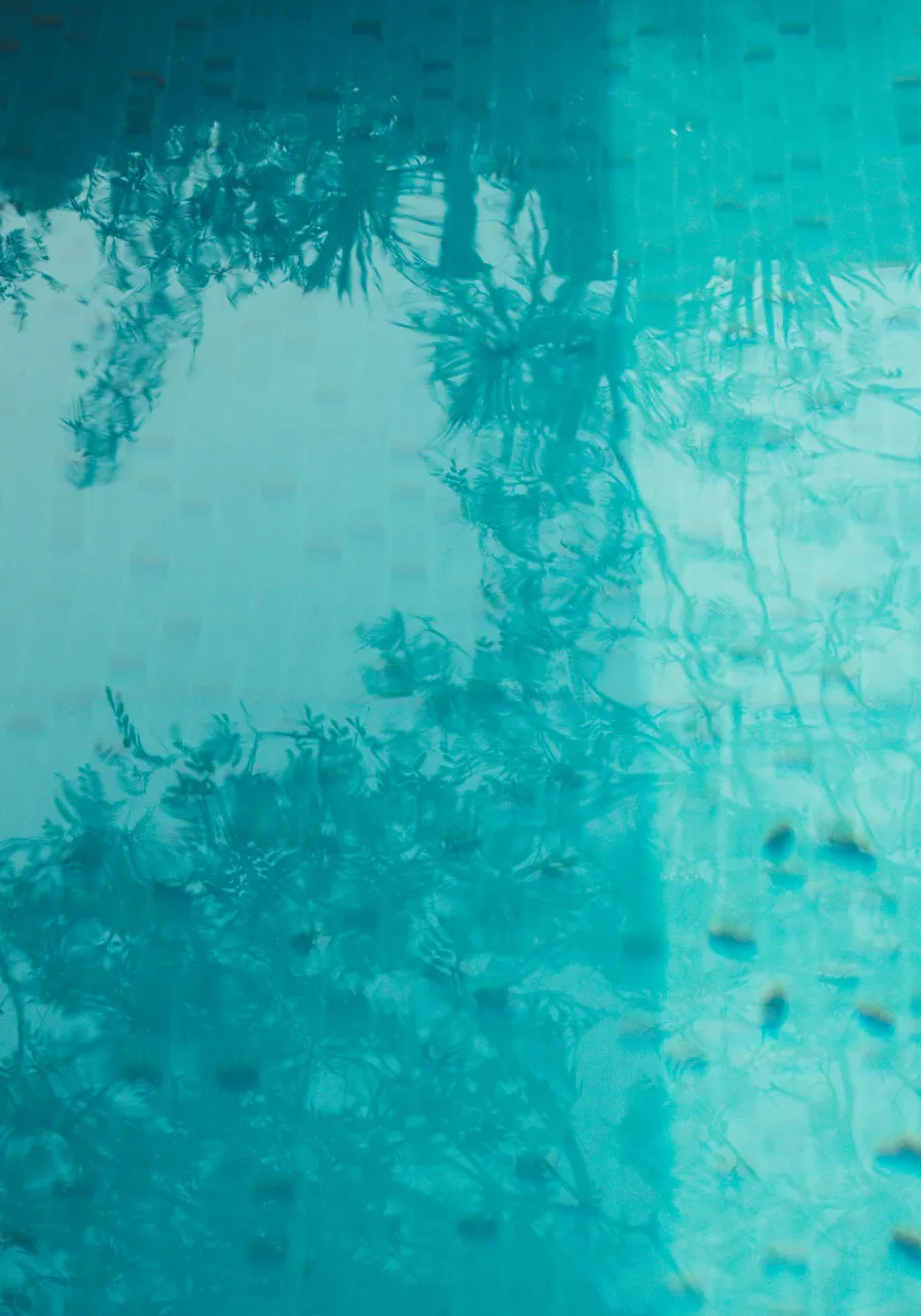 the reflection of a tree in a pool of water