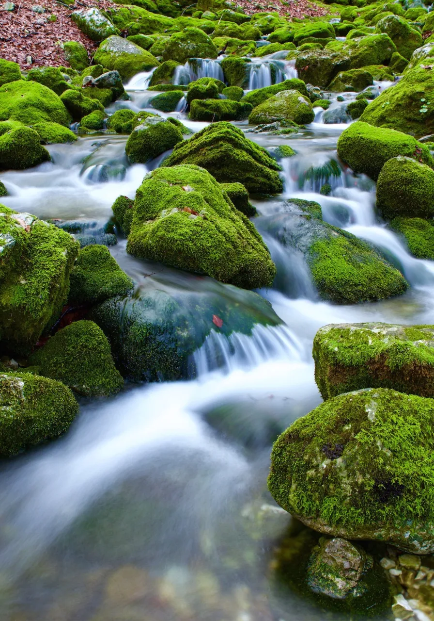 a stream running through a lush green forest