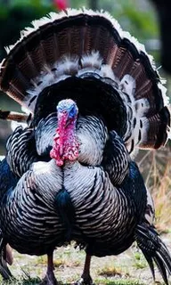 a couple of turkeys that are standing in the grass