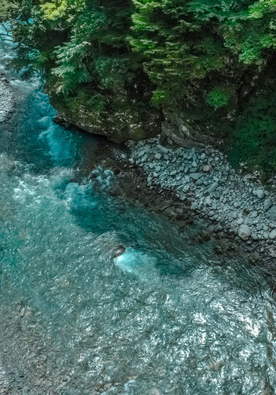 a river running through a lush green forest