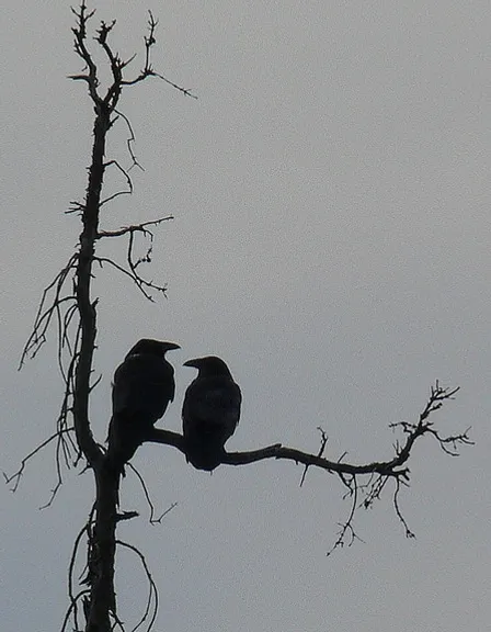 two black birds sitting on a bare tree branch