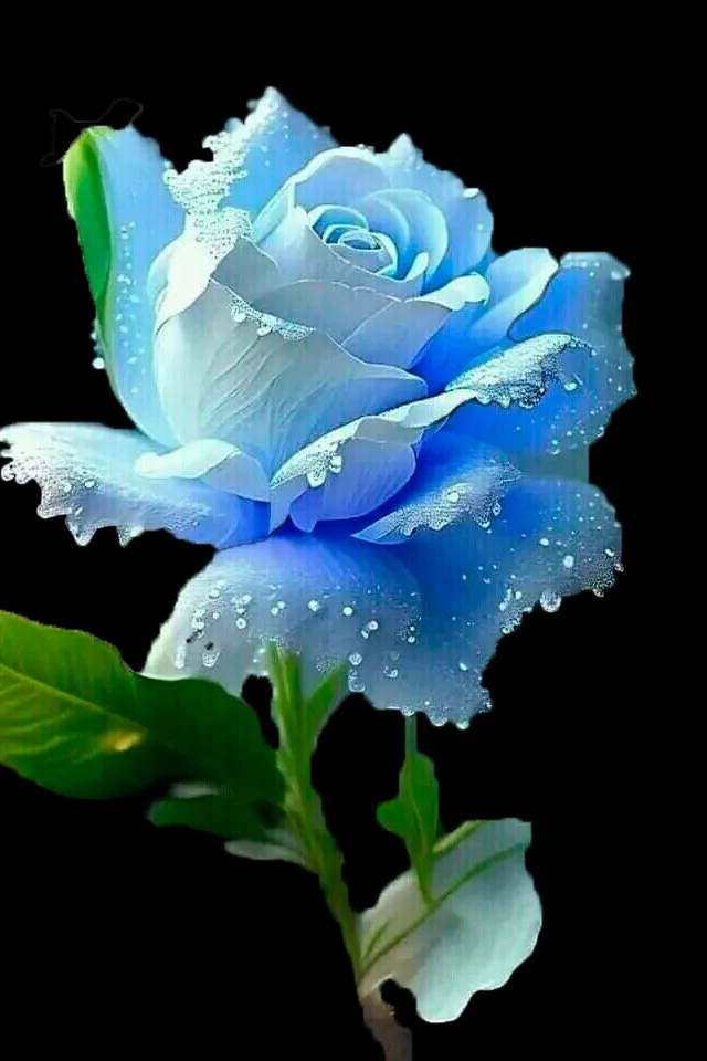 a blue rose with water droplets on it