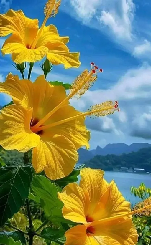 a bunch of yellow flowers that are by the water