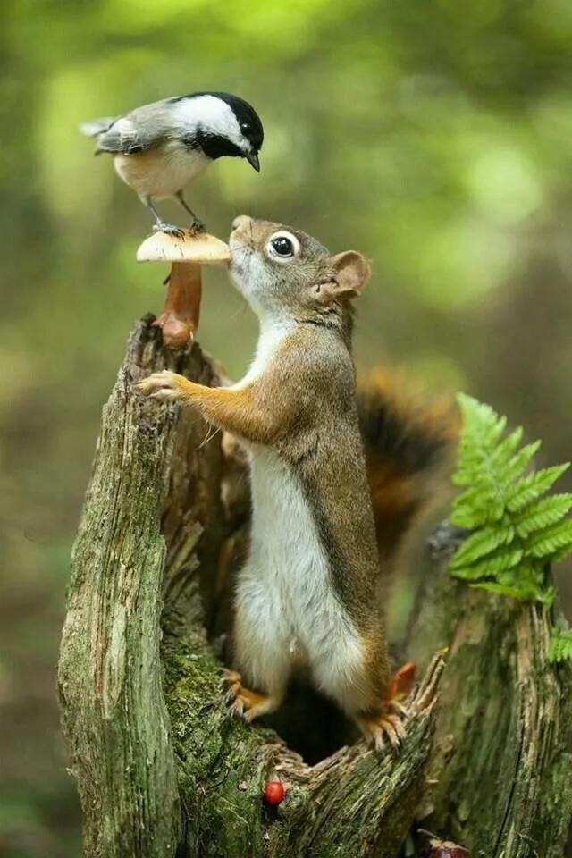 a small bird perched on top of a tree stump