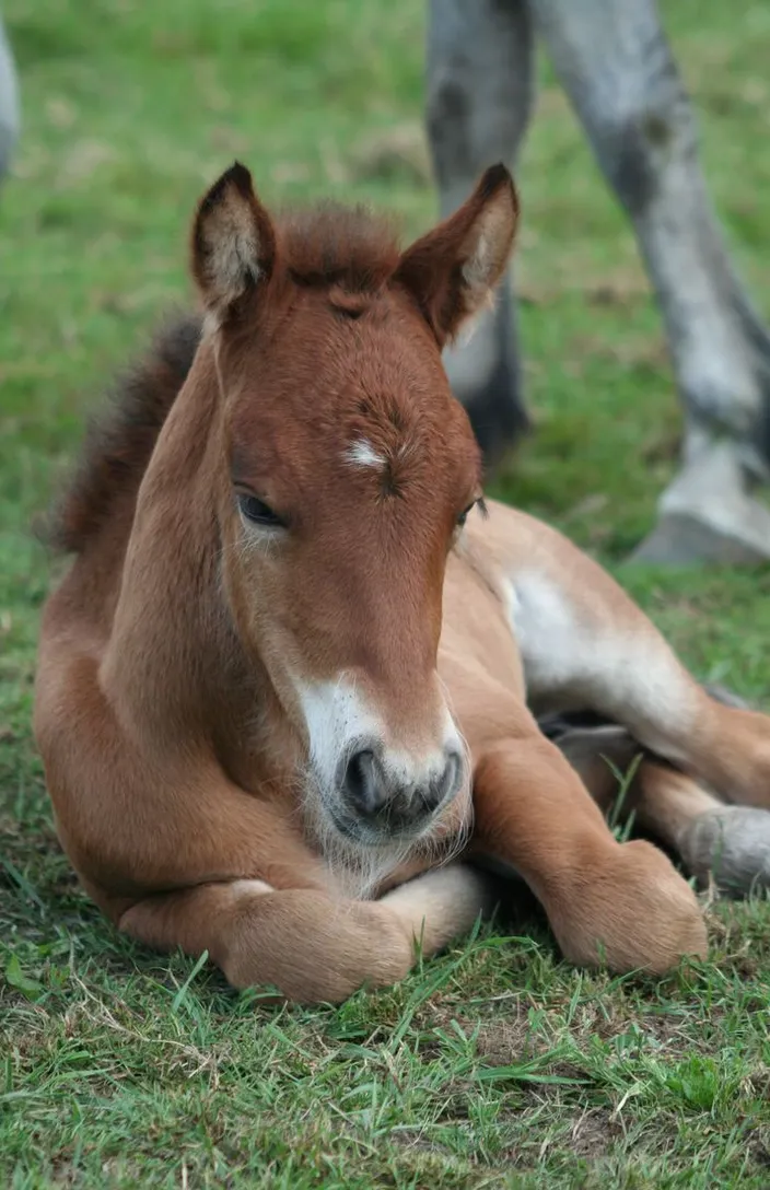 a brown horse laying on top of a lush green field