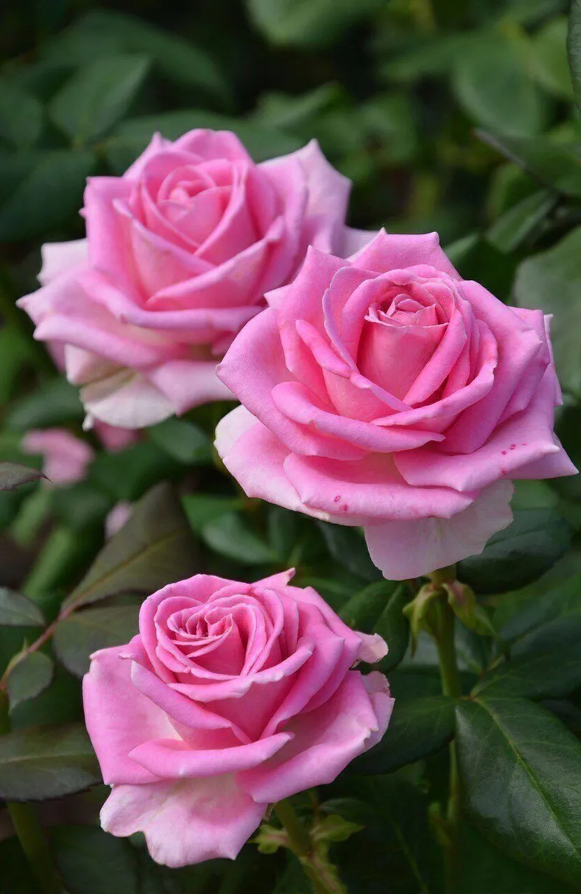 three pink roses blooming in a garden