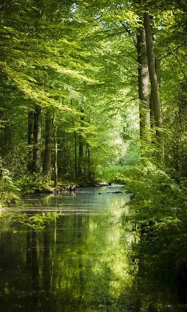 a river running through a lush green forest