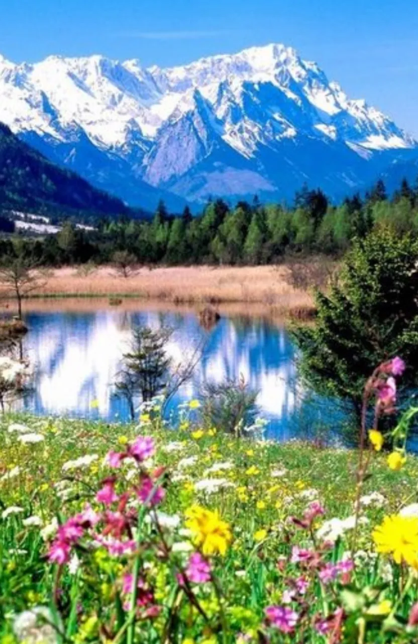 a field of wildflowers in front of a mountain lake