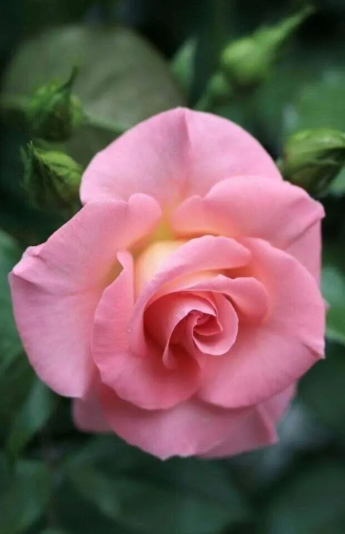 a pink rose with green leaves in the background