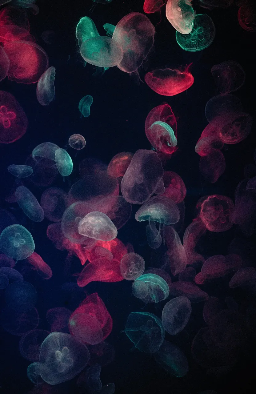 a bunch of jellyfish floating in the water