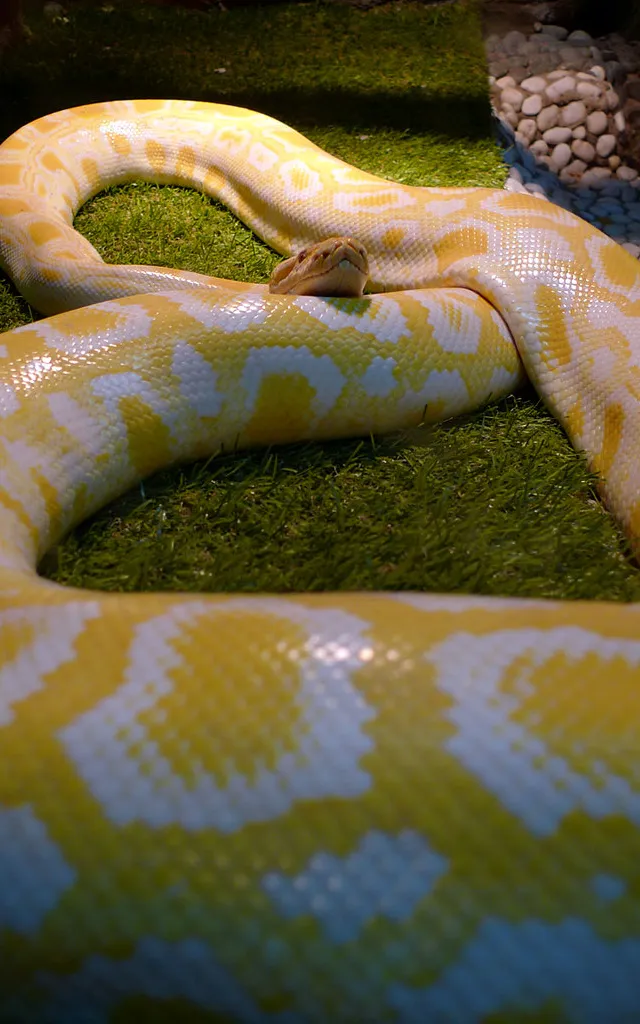 a large yellow and white snake laying on top of a lush green field