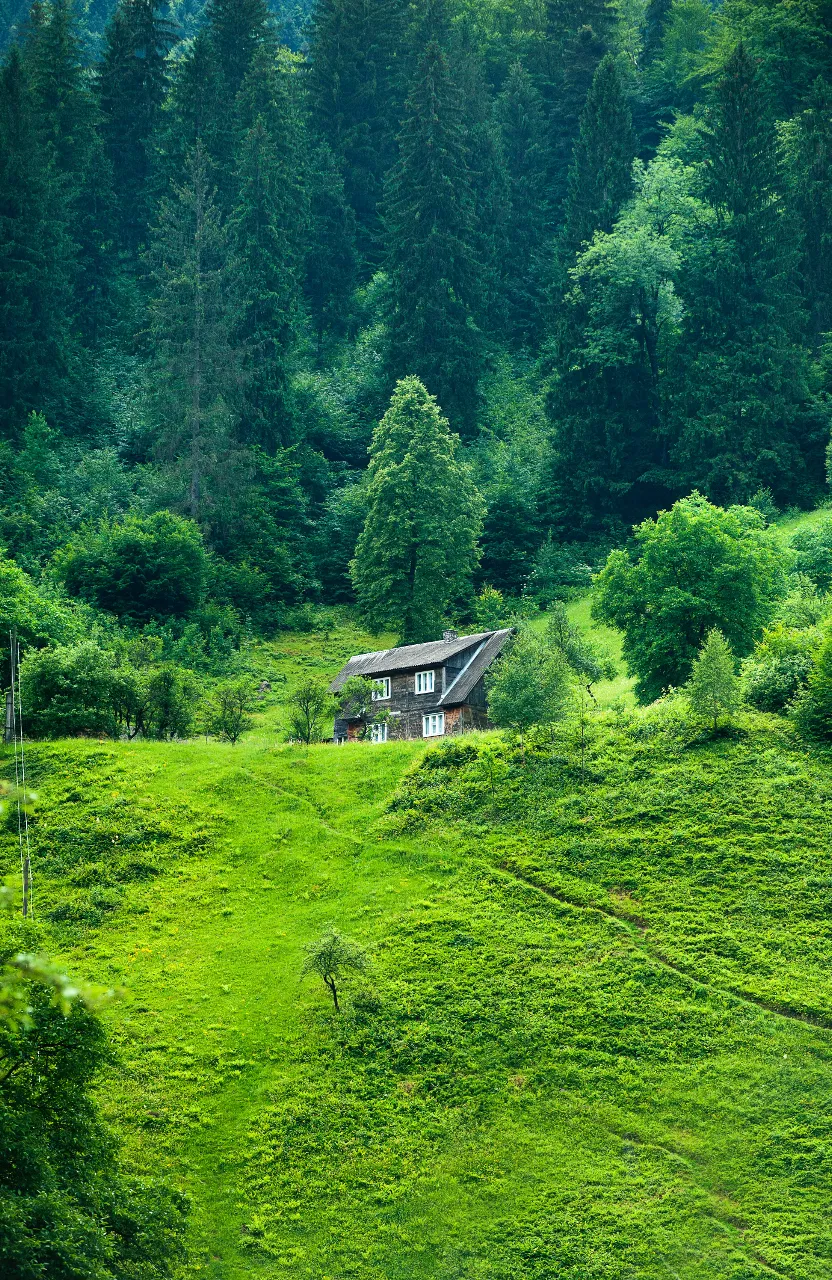 plant, green, natural landscape, tree, house, mountain, land lot, grass, landscape, groundcover