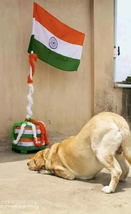 a dog laying on the ground next to a flag