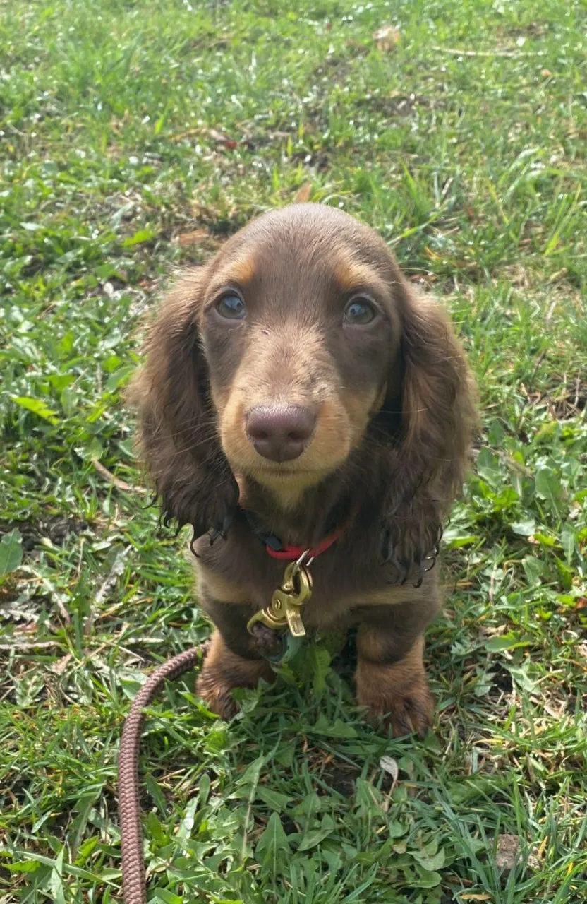 a small brown dog sitting on top of a lush green field