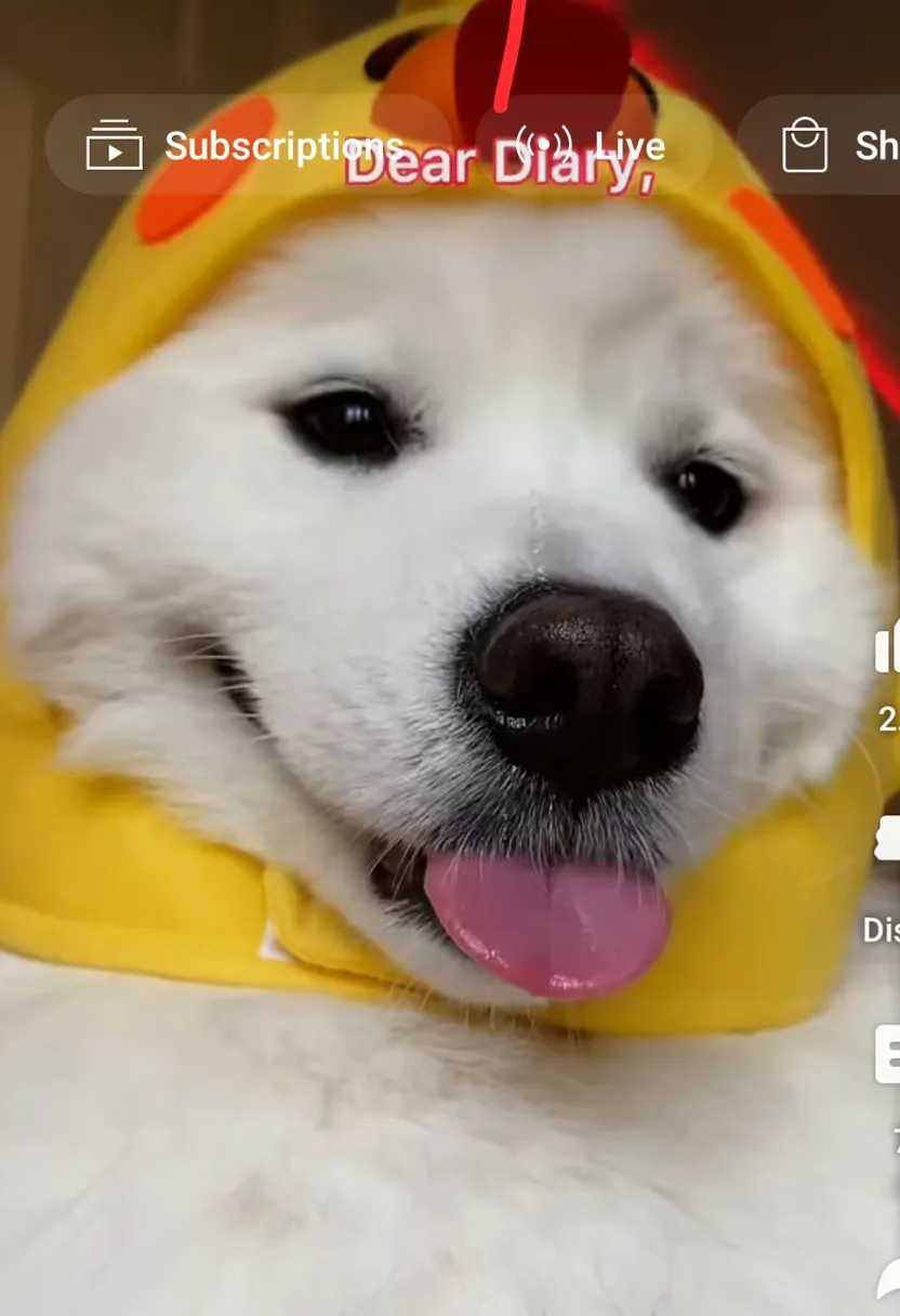 A white dog wearing a yellow huddie