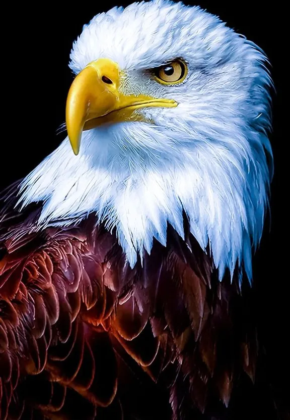 a close up of a bald eagle on a black background