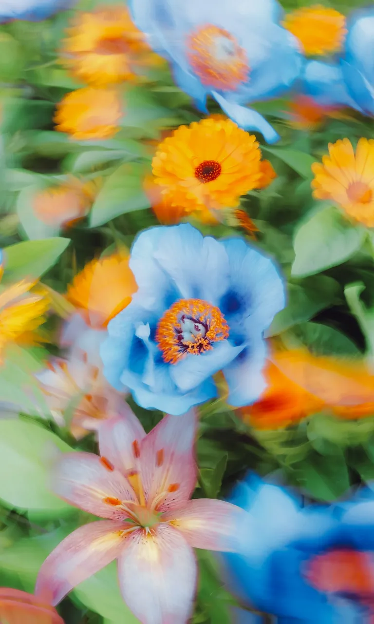 A vibrant bouquet of large flowers growing in a grassy field, with bold colors and high contrast