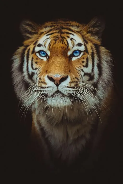 a close up of a tiger's face with blue eyes