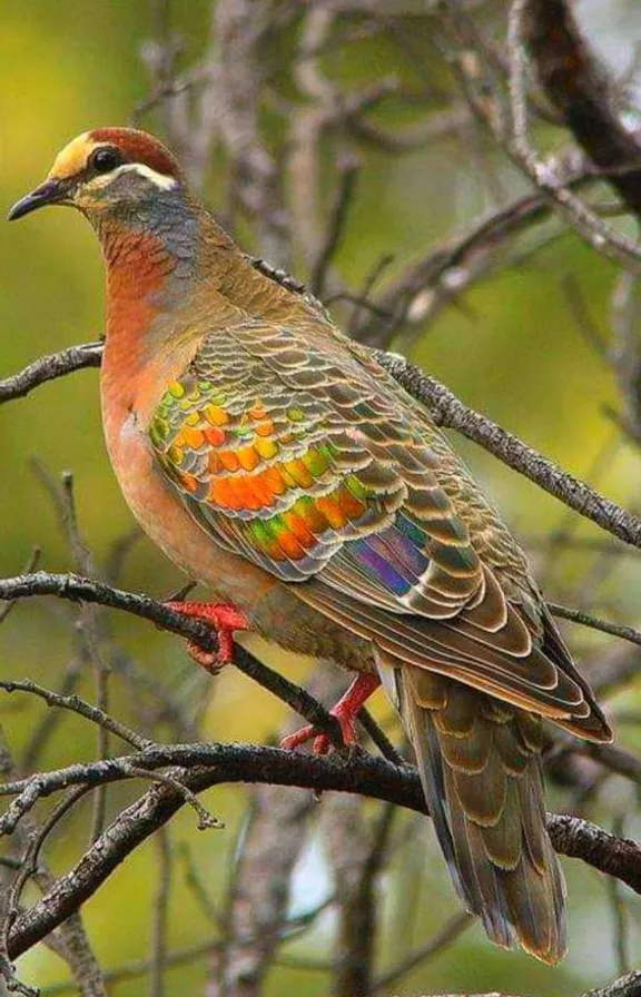 a colorful bird perched on top of a tree branch