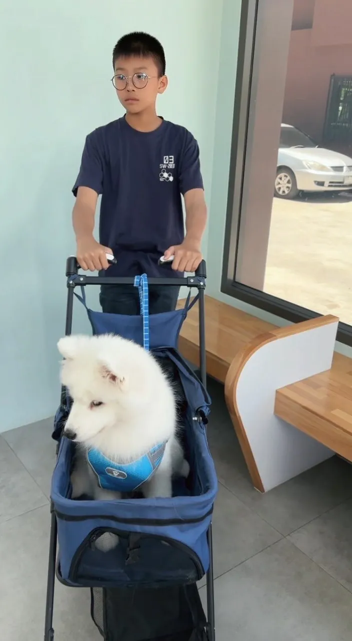 A boy with glasses walks his Samoyed dog in a stroller, market background., advertising style