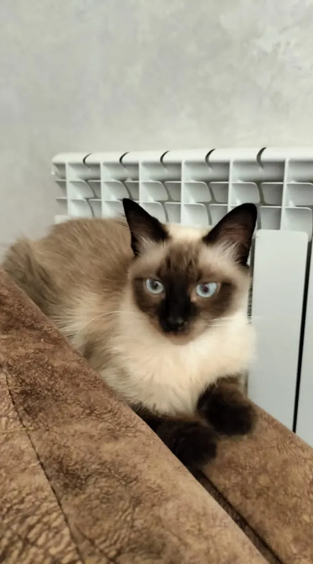 a siamese cat sitting on top of a wooden table