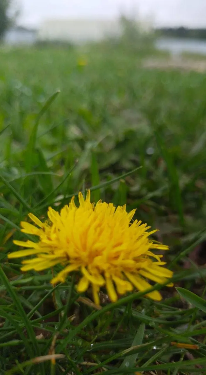 a dandelion in the grass with a blurry background