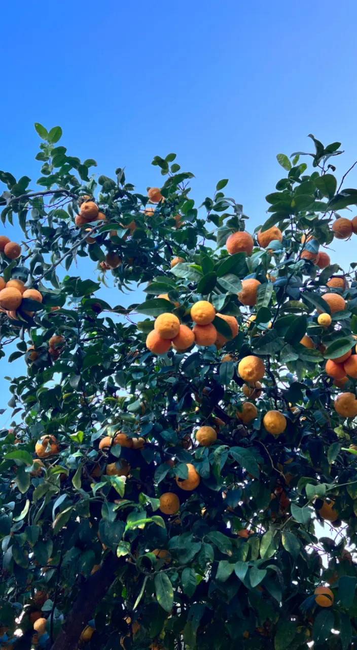 a tree filled with lots of oranges under a blue sky