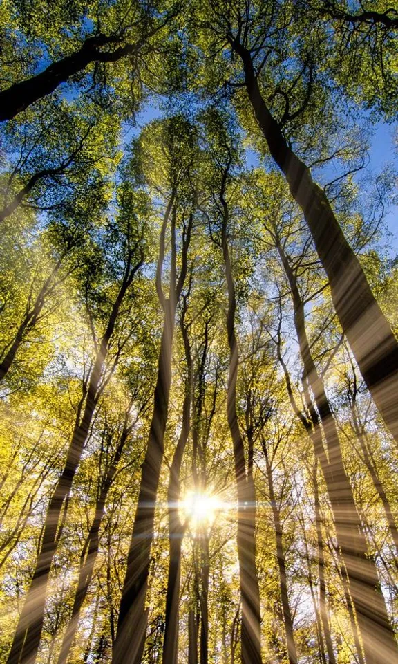 the sun shining through the trees in a forest