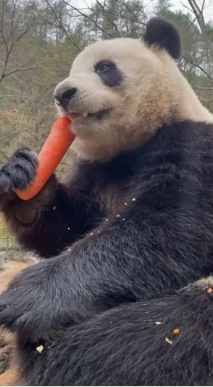 a panda bear holding a carrot in its mouth