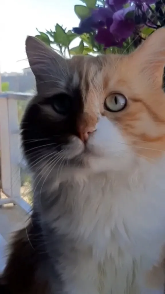 a close up of a cat near a flower pot