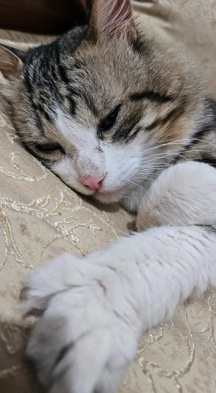 a close up of a cat laying on a bed