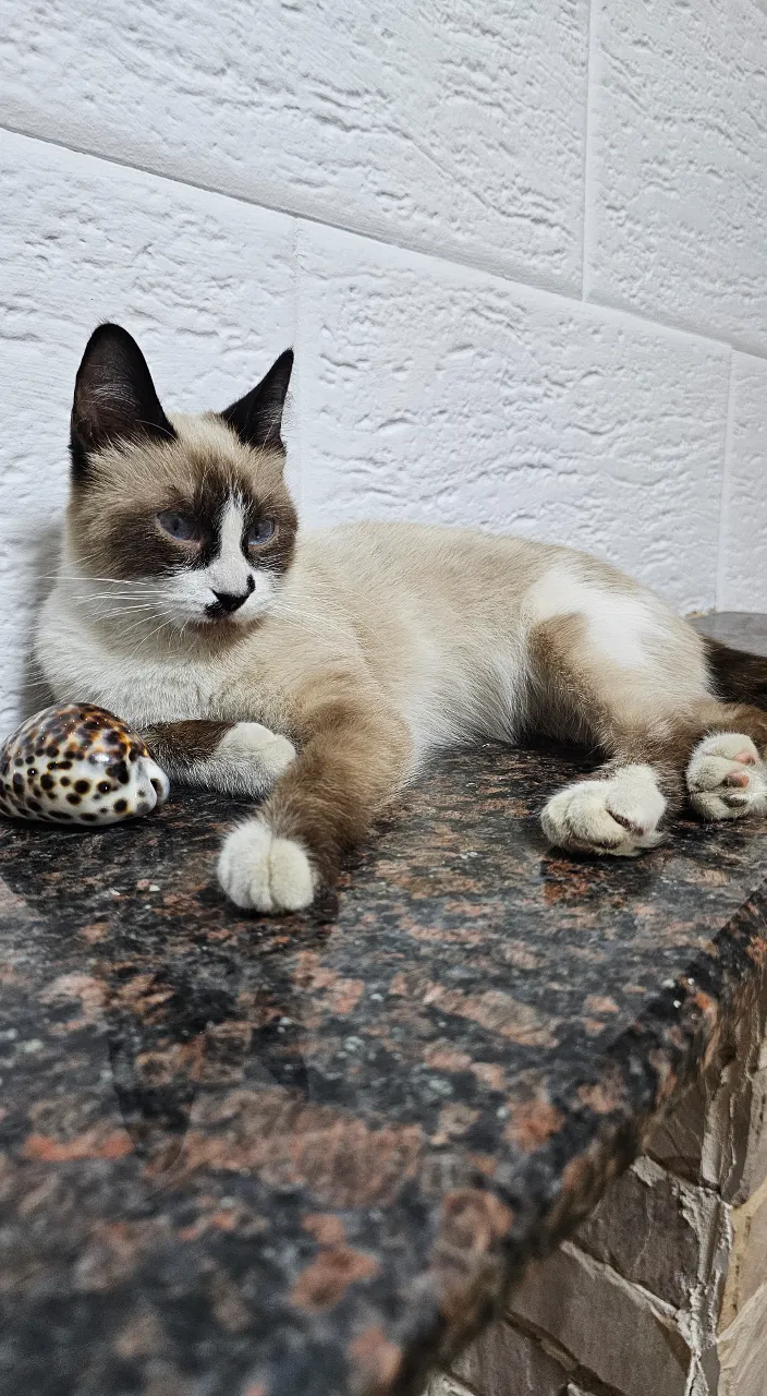 a cat laying on top of a counter next to a stuffed animal