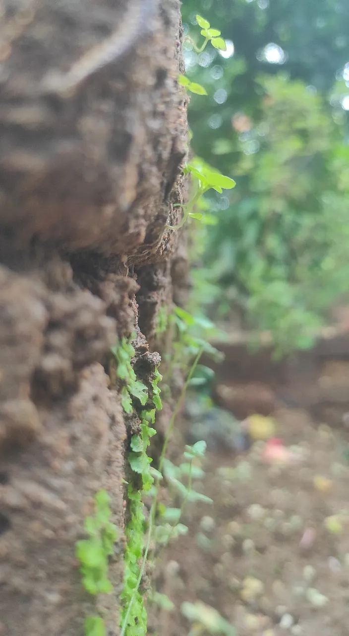 a close up of a tree trunk with a plant growing on it