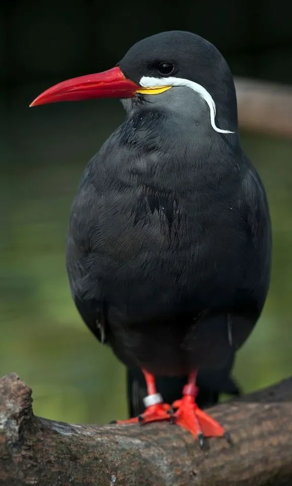 a black bird with a red beak sitting on a branch