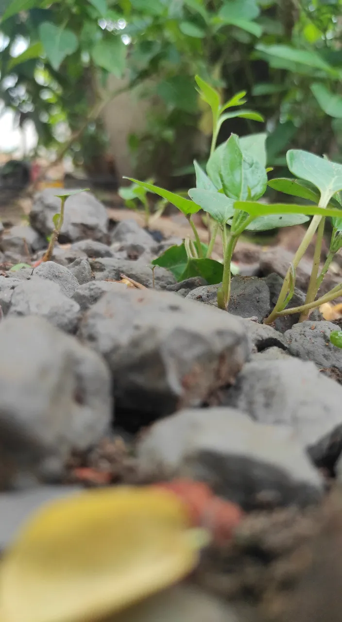 a small plant sprouts out of a pile of rocks